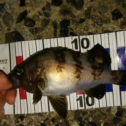 昨日とは違い数が減った